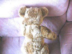 sam bear 643_03